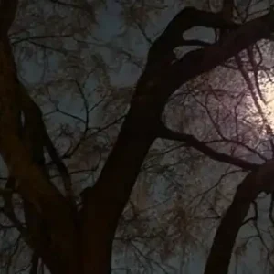 full moon thru trees small
