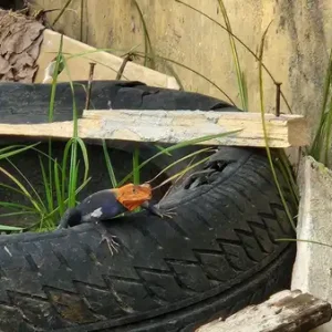 lizzard tire small