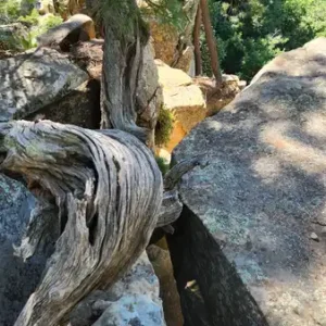 mountain driftwood small