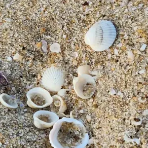 shells small