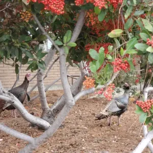 turkey small