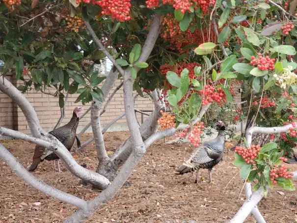 turkey small turkey small